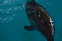 Відвідання лекції-тренінг «Дельфінотерапія»