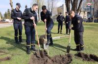 Жива пам’ять поколінь: випускники ЛДУБЖД висадили алею сакур