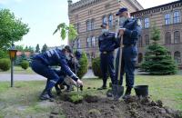 На добру згадку випускники Навчально-наукового інституту цивільного захисту посадили дерево